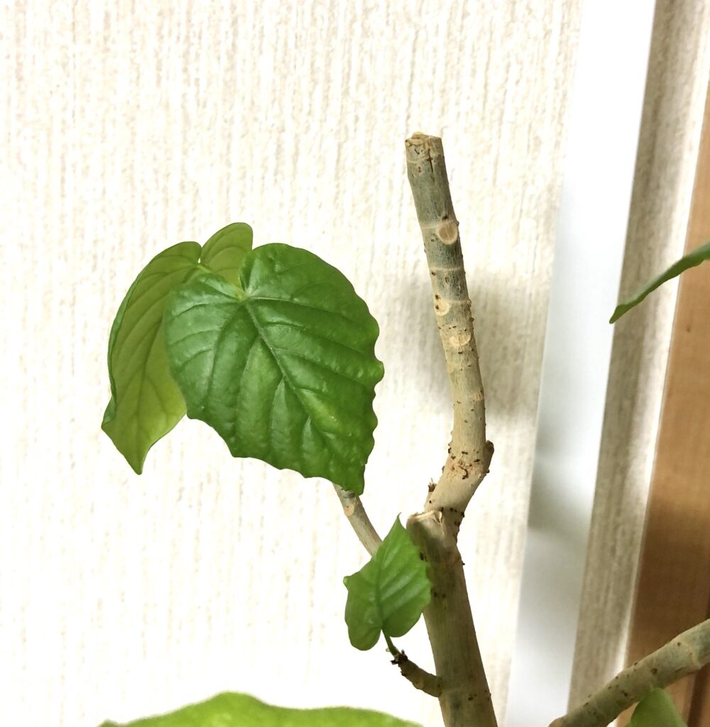 ウンベラータカット部分