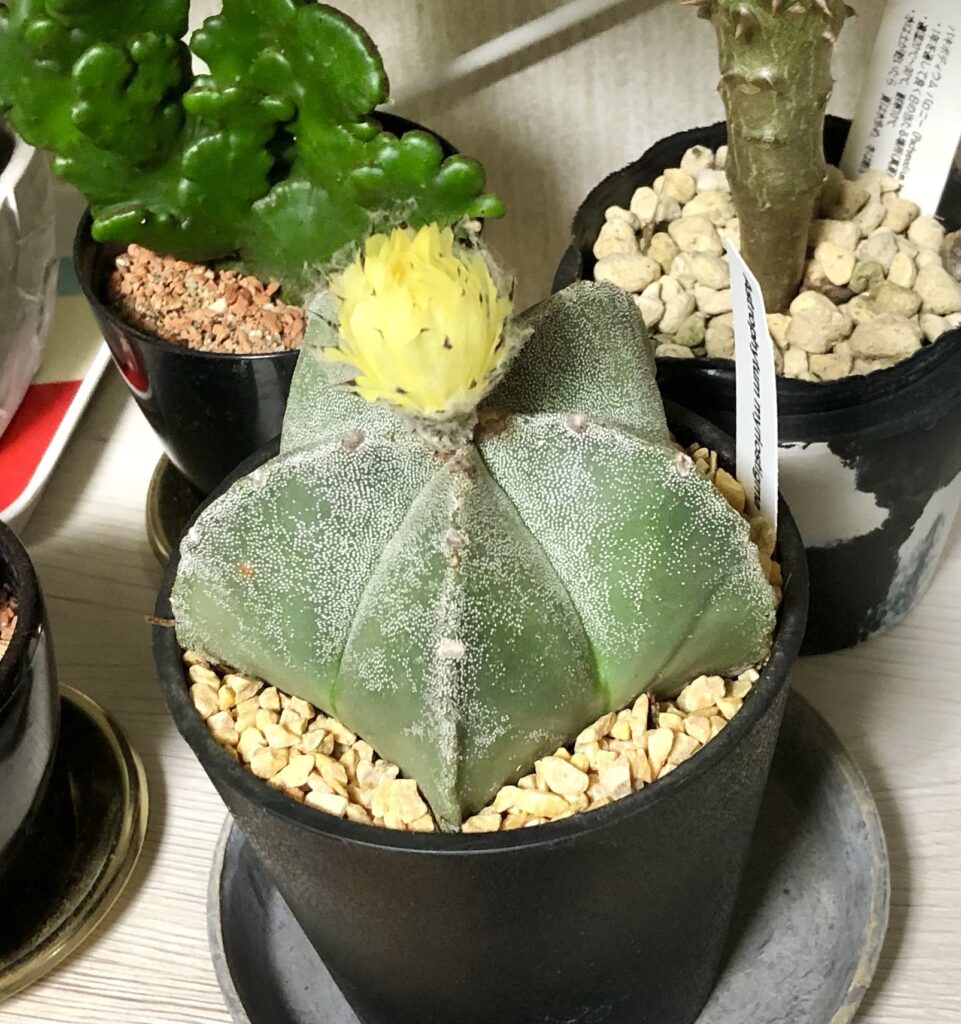 ランポー玉の花が咲く前