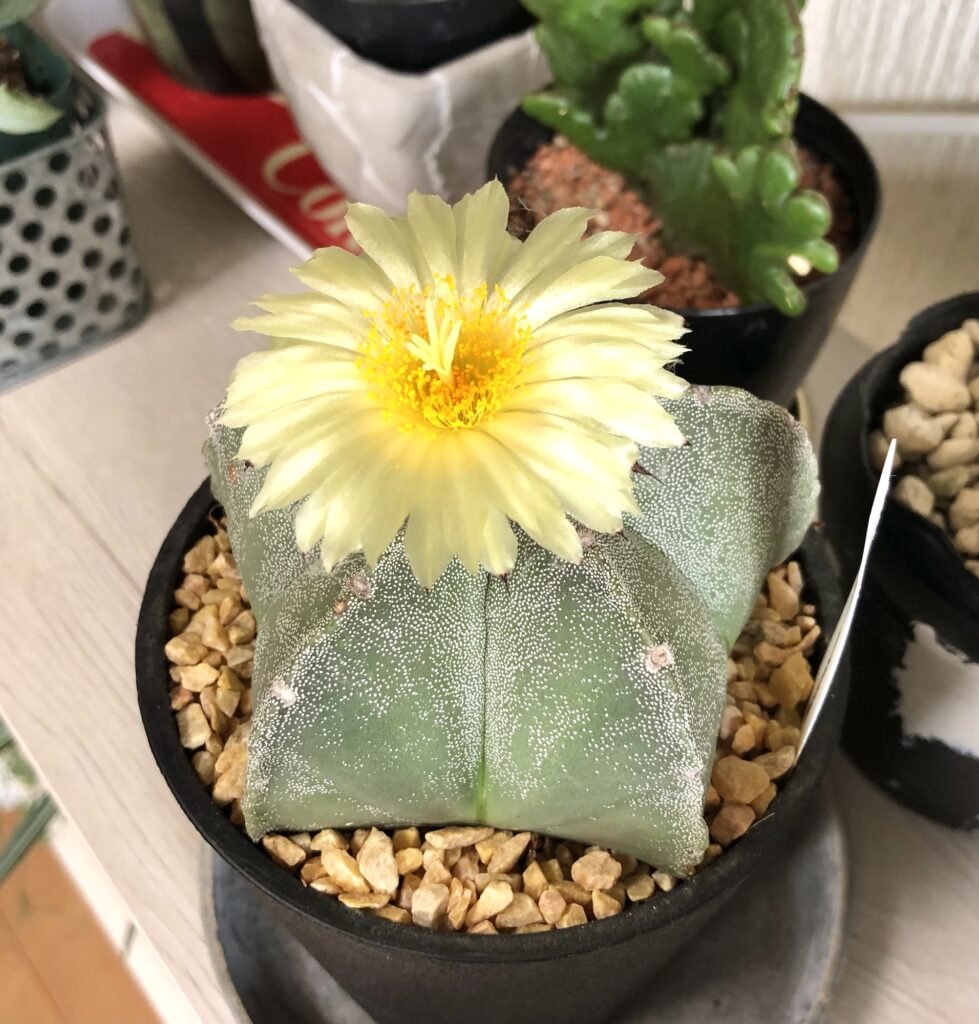 ランポー玉の花