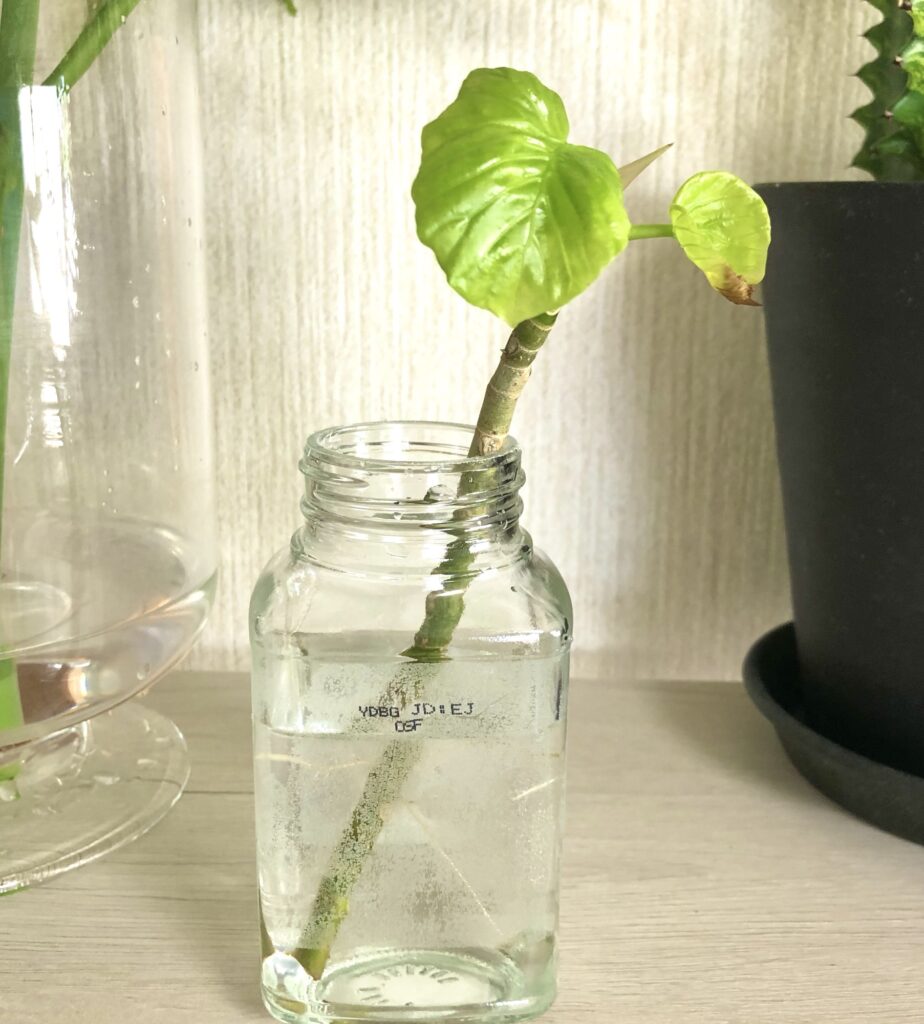 水差しウンベラータ