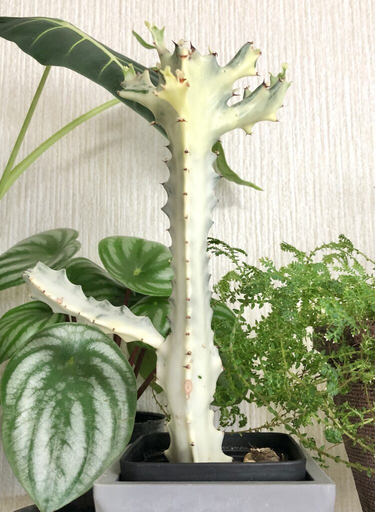 ホワイトゴースト