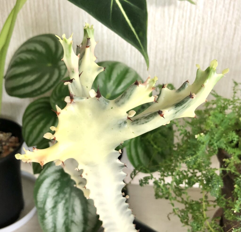 ホワイトゴースト