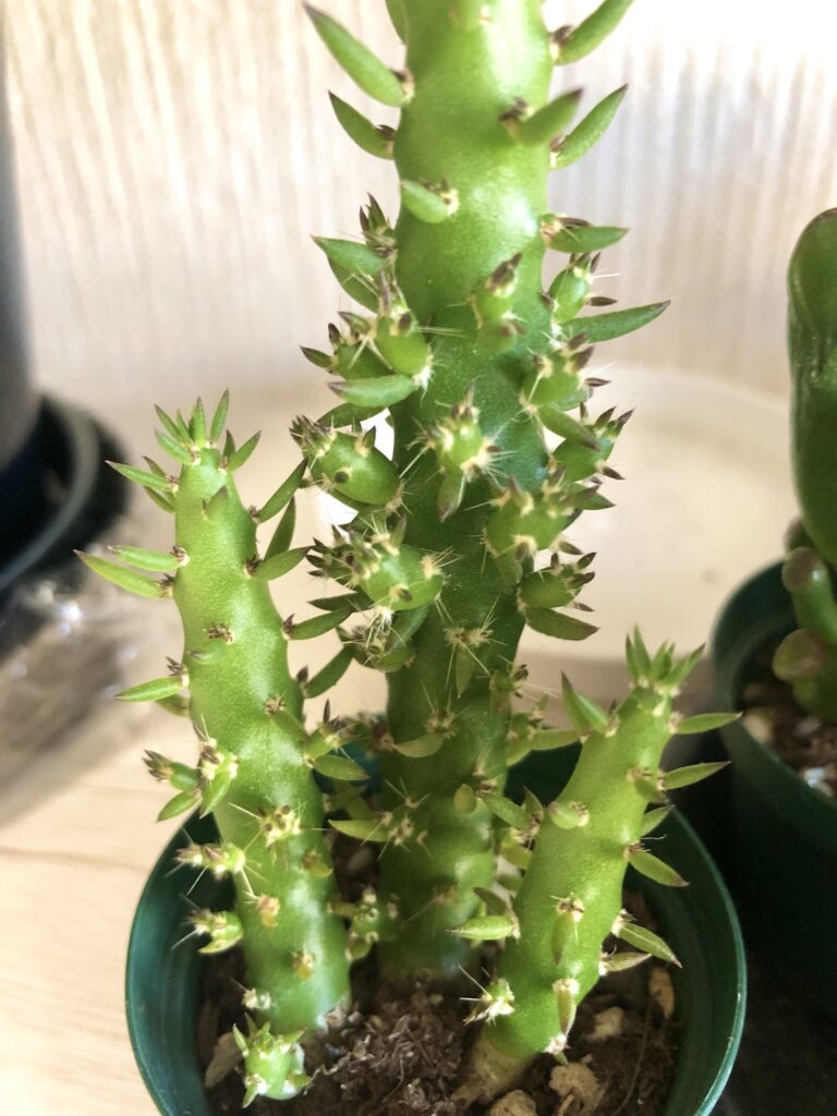 謎の多肉植物