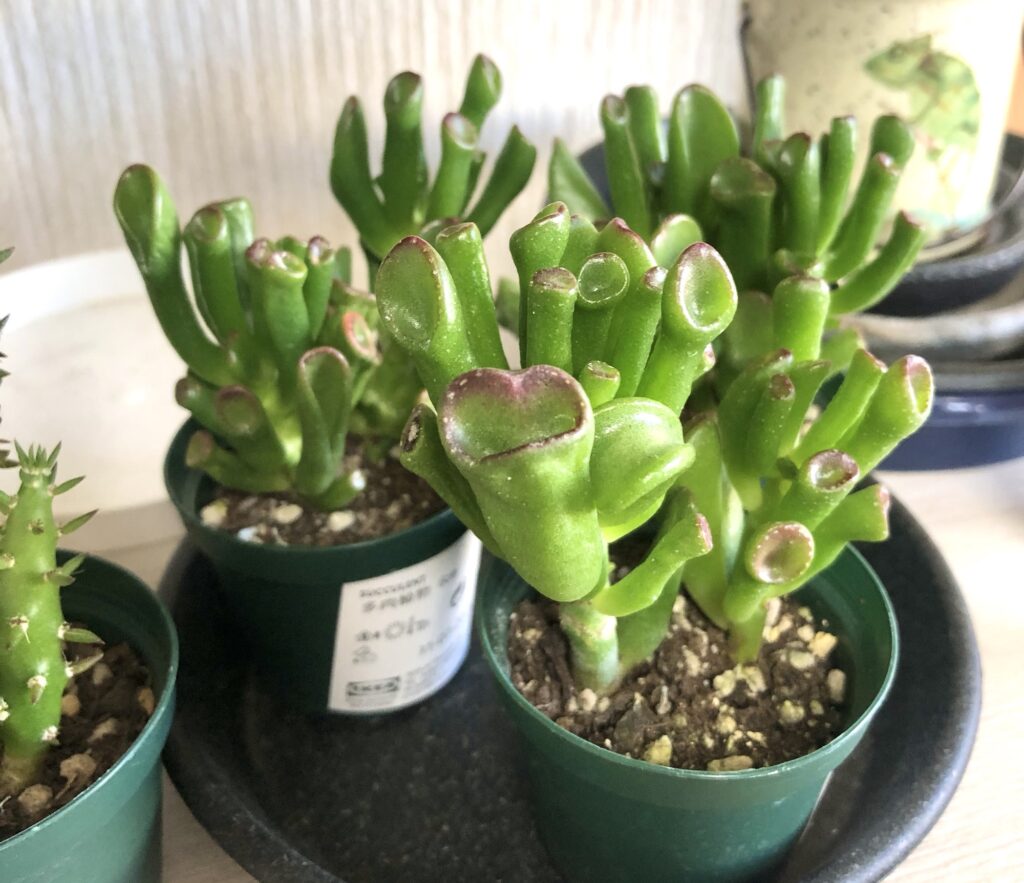 多肉植物ゴーラム