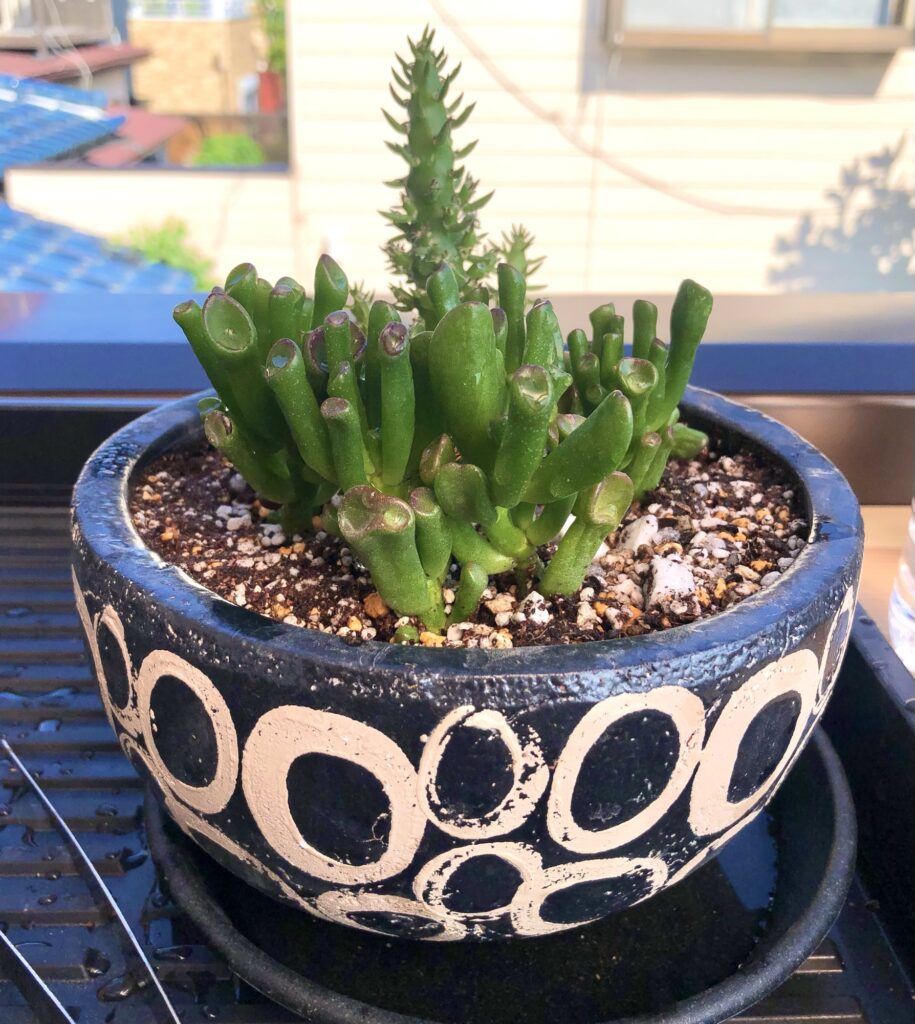 ゴーラム植替え後