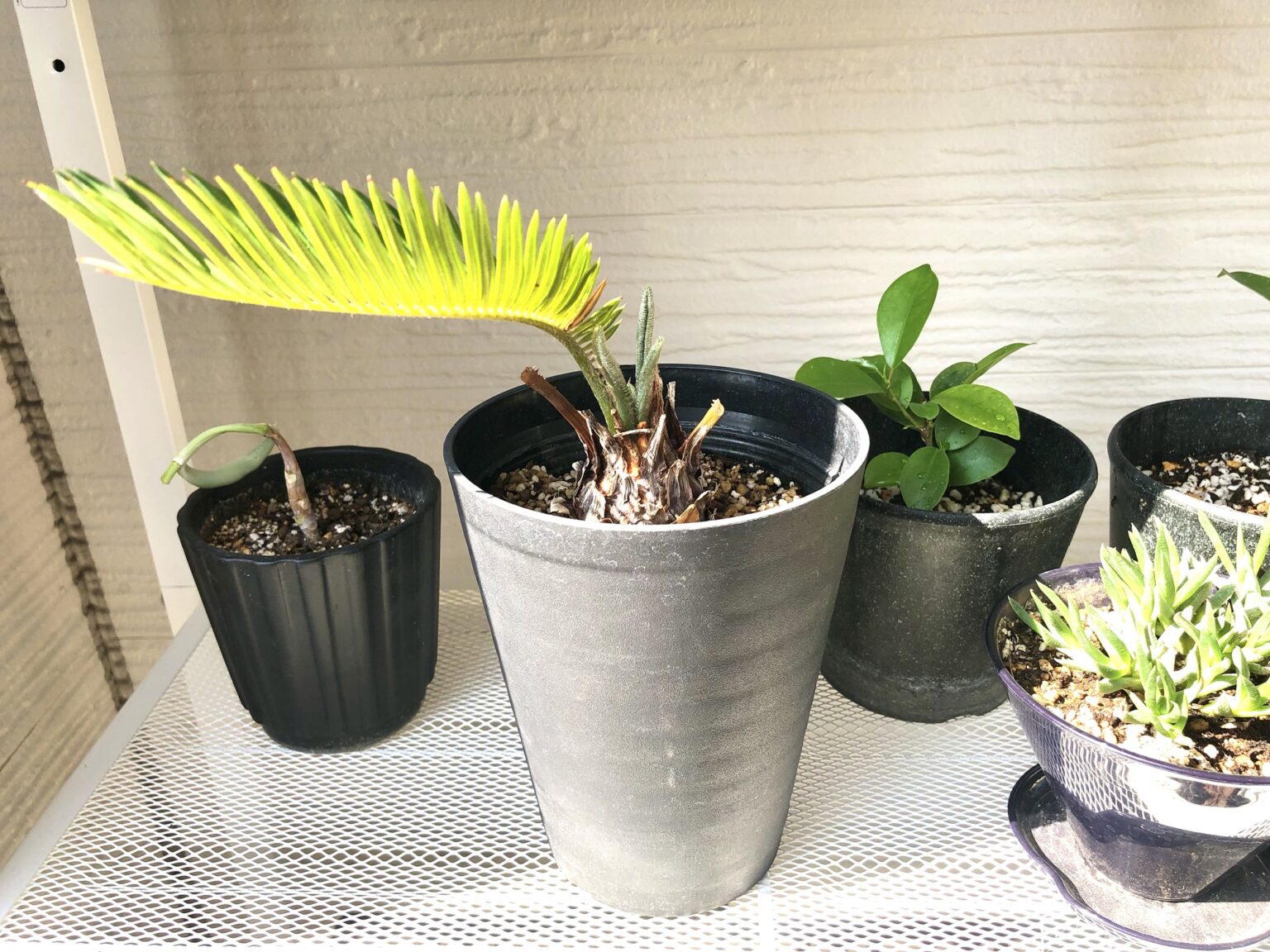 鉢植えソテツ