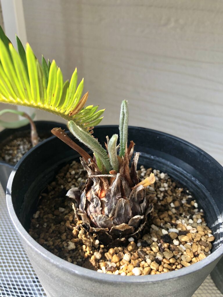 ソテツの新芽