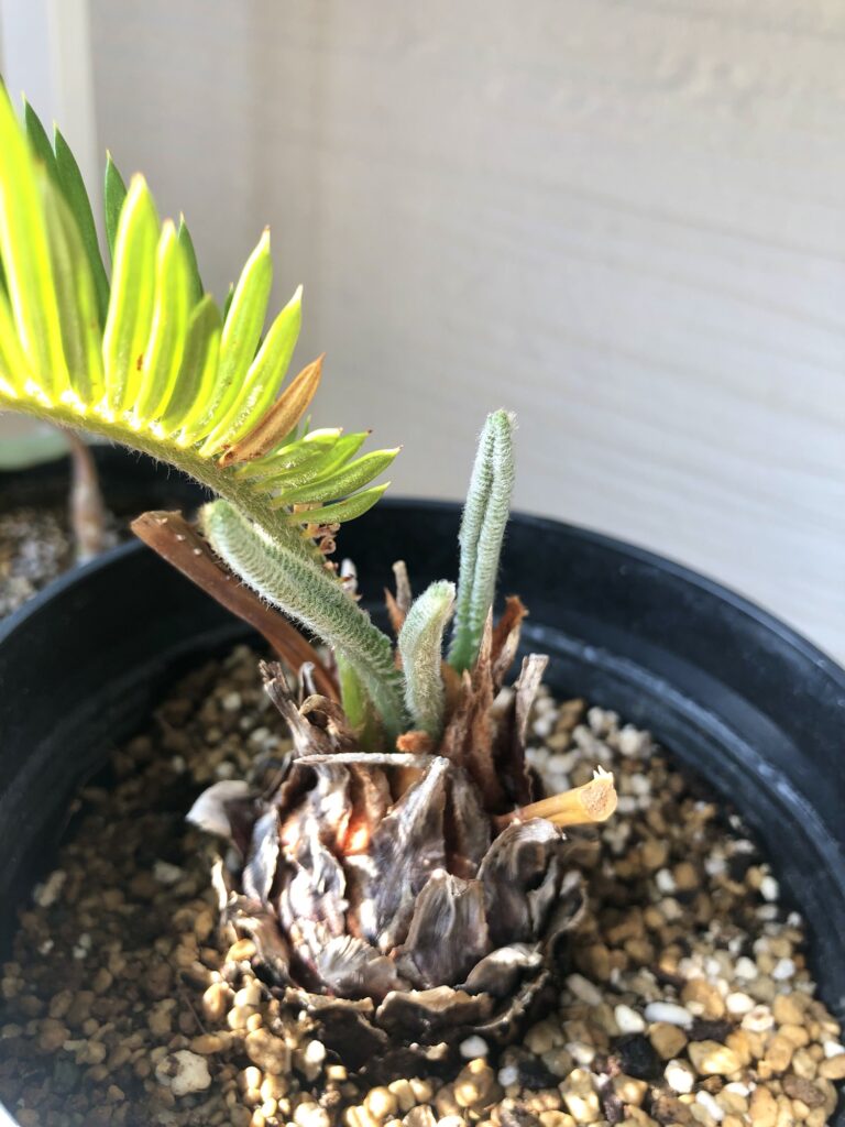 ソテツの新芽