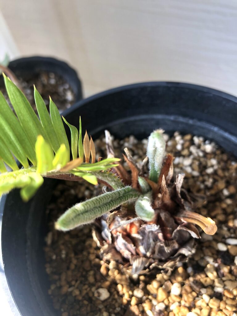 ソテツの新芽