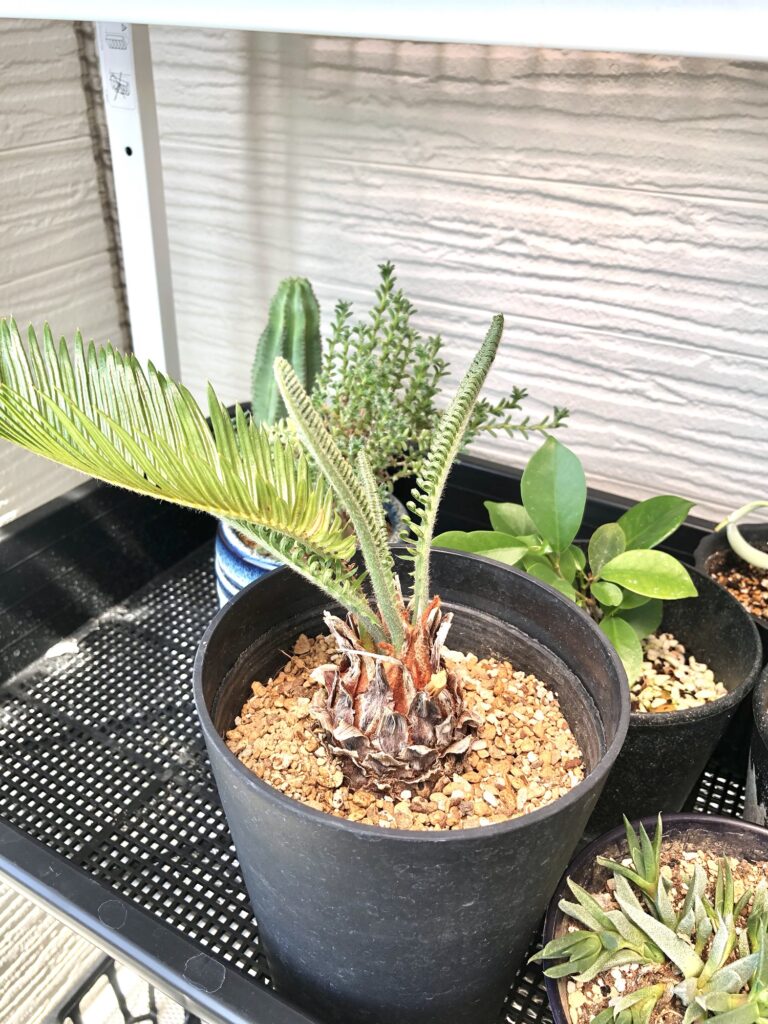 ソテツの新芽成長過程