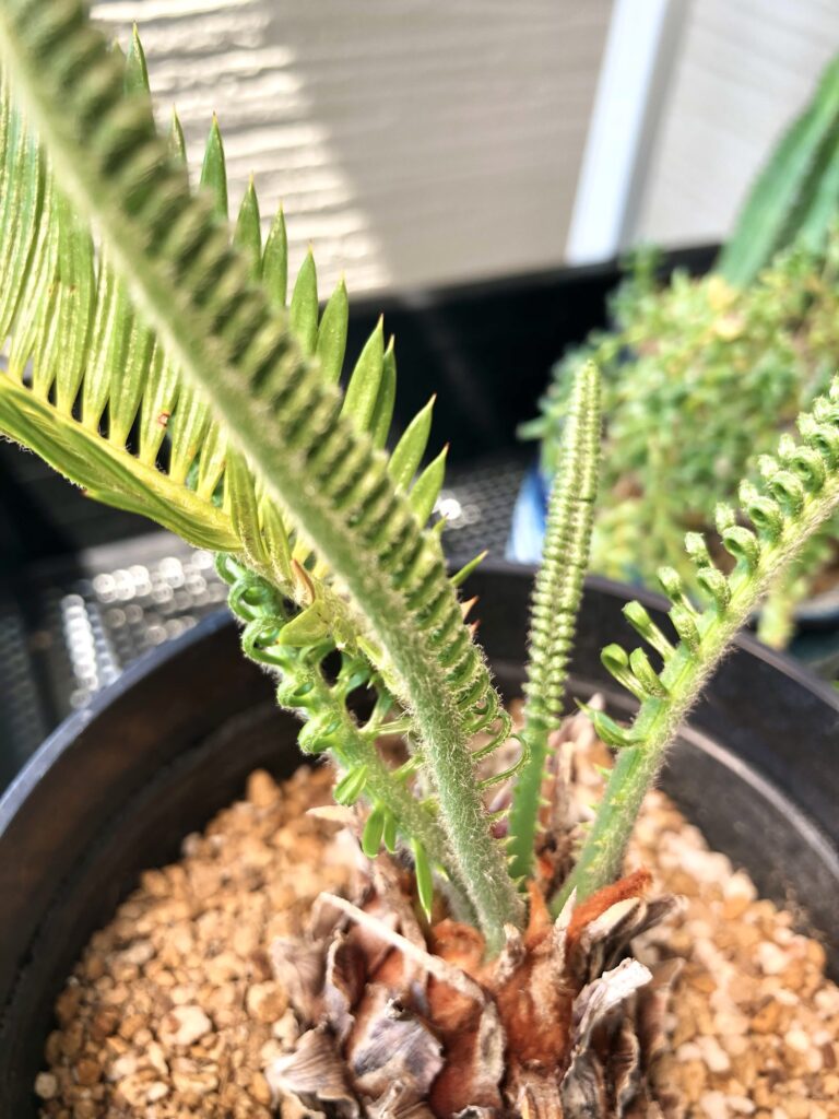 ソテツの新芽