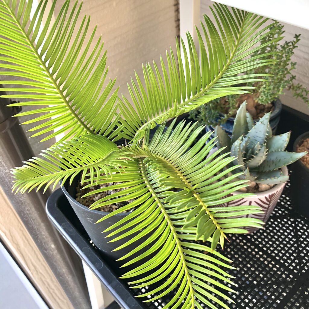 ソテツの新芽が開いた
