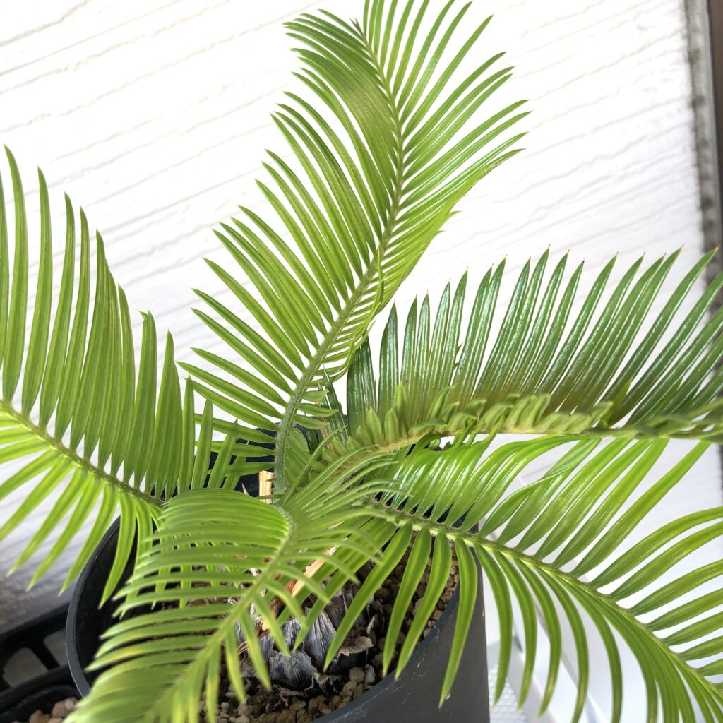 ソテツの新芽が開いた