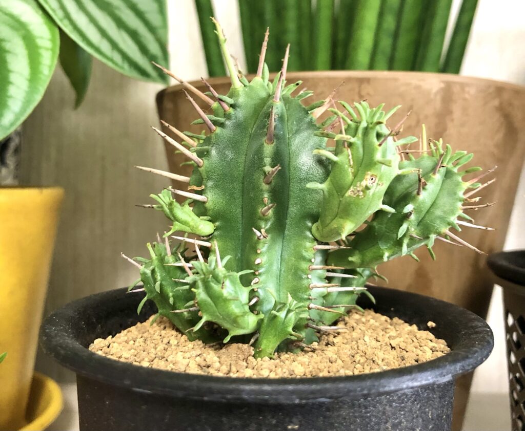 ユーフォルビアフェロックス