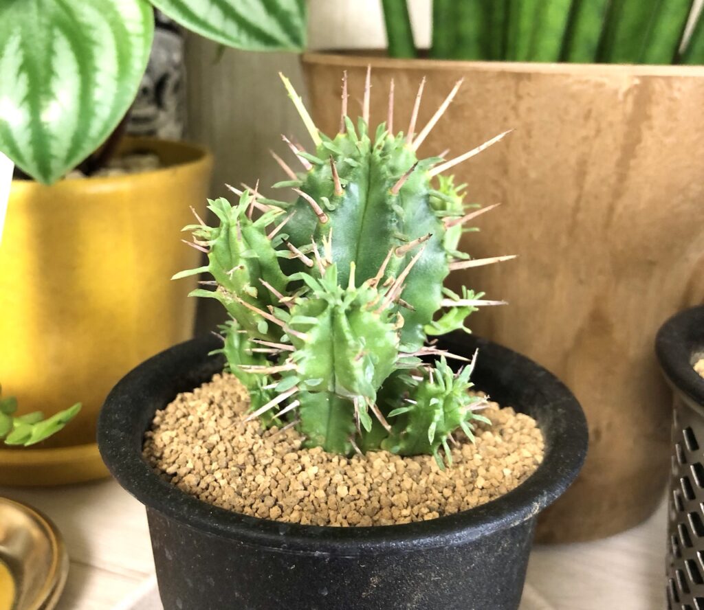 ユーフォルビアフェロックス