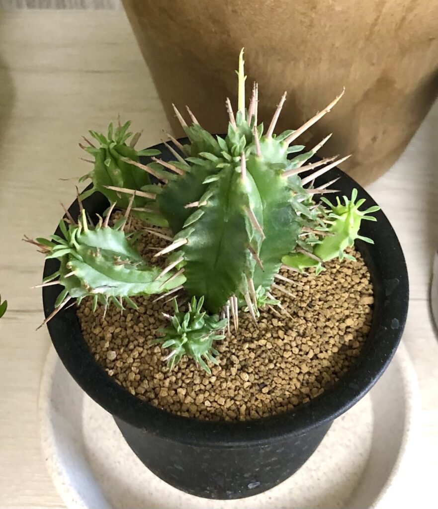 ユーフォルビアフェロックス